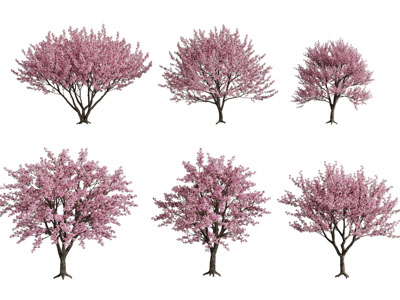 开满粉色花朵的花树