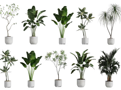 现代花盆龟背竹盆栽植物