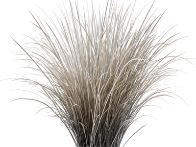 现代花草丛植物