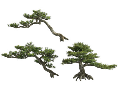 现代迎客松 松树 景观树木