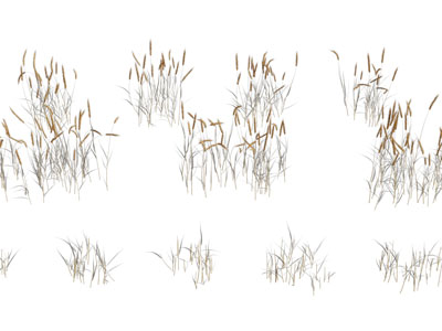 现代狗尾巴草丛植物