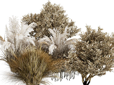 现代枯萎的花草、干花芦苇植物