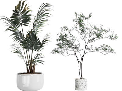 现代花盆盆栽植物