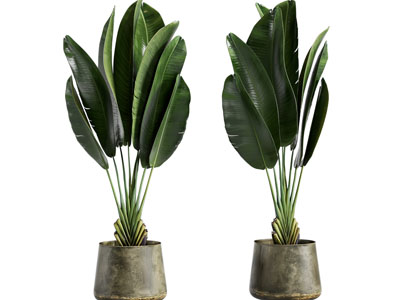 现代芭蕉盆栽植物