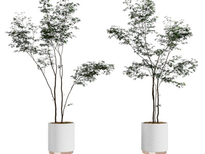 现代花盆盆栽植物