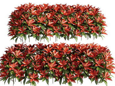 现代长了红色树叶的灌木植物丛