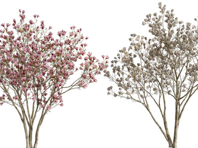 现代开满花朵的景观树