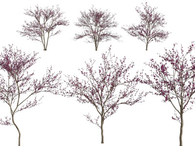 现代开满红色花朵的景观树木