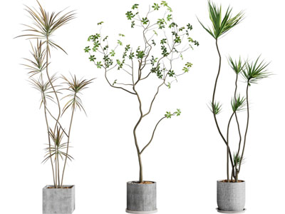 现代水泥花盆盆景盆栽植物