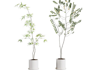 现代花盆盆景盆栽植物