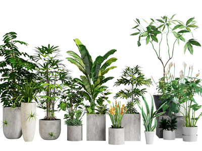 现代水泥花盆盆栽植物