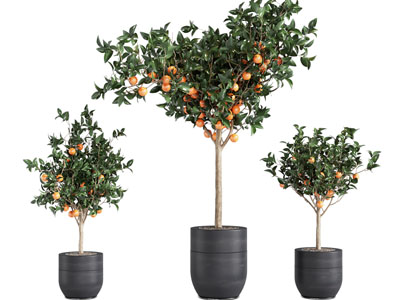 现代花盆橘子树盆栽植物