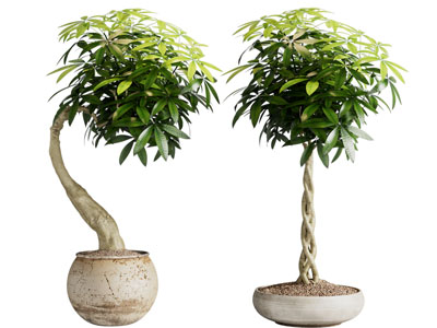 侘寂风陶艺花盆盆栽植物