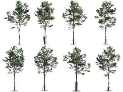 现代道旁树木 景观树木