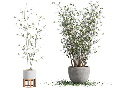 现代圆形花盆盆景盆栽植物