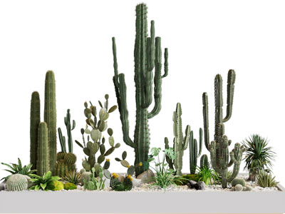 现代户外花坛仙人掌多肉植物 石头景观园艺小品