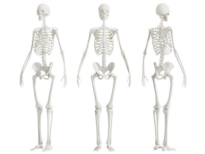 现代人体骨骼 骨架 医疗器械3d模型 现代人体骨骼 骨架 医疗器械