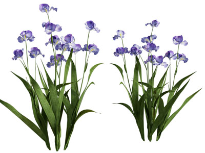 现代花卉花草植物