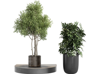 现代花盆盆栽树木摆件