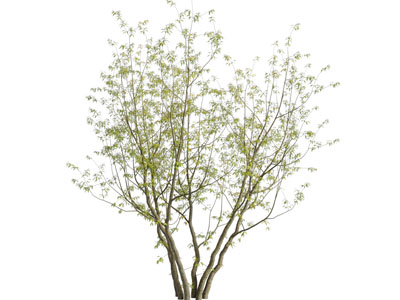 现代长着嫩叶的小树苗