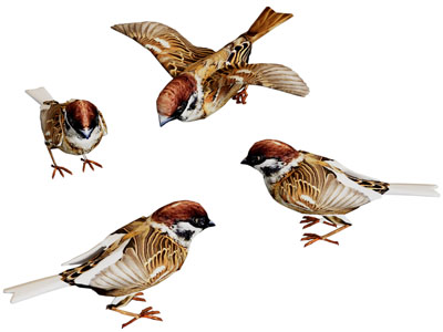 现代麻雀 飞行动物3d模型 现代麻雀 飞行动物