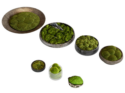 现代盆栽苔藓植物摆件