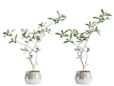 现代陶瓷花盆盆栽植物