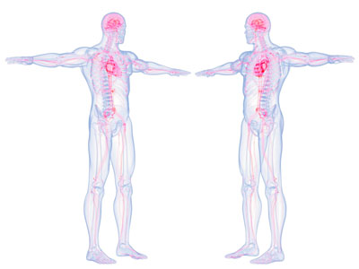 现代人体血液循环系统 医学人体结构3d模型 现代人体血液循环系统 医学人体结构