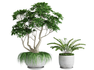 现代花盆盆栽植物