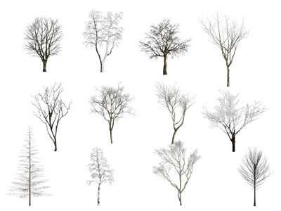 现代枯干的树木