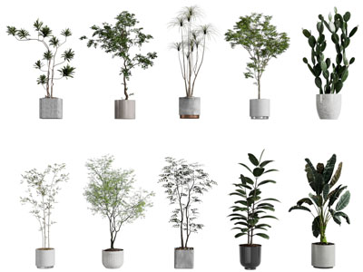 现代水泥花盆盆景盆栽植物