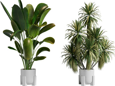 现代花盆盆栽植物