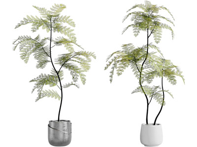 现代水泥花盆盆栽植物