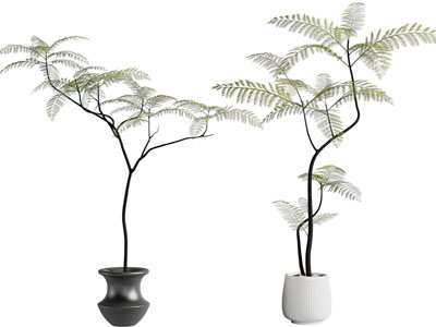 现代花盆树木盆栽植物