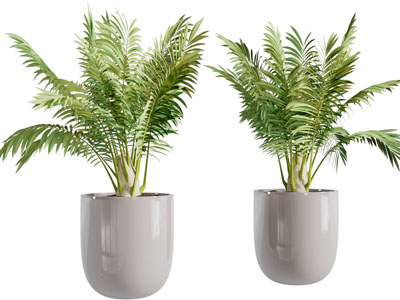 现代花盆盆栽植物