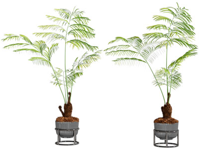 现代条纹花盆盆栽植物