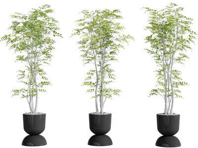 现代花盆盆栽树苗植物