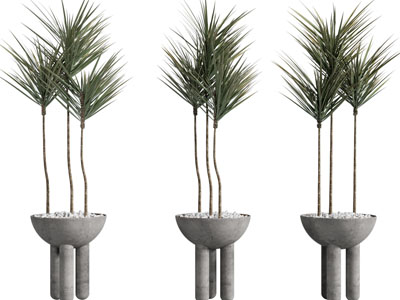 侘寂风水泥花盆盆栽植物