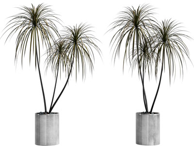 现代花盆盆栽植物