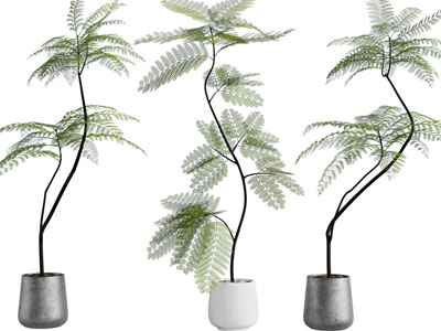 现代花盆盆栽植物