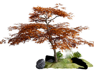 现代公园枫树、石头景观园艺小品