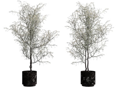 现代黑色花盆盆栽植物