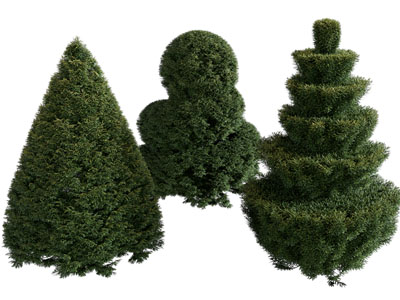 现代灌木植物、景观树木