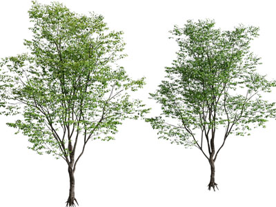 现代大树
