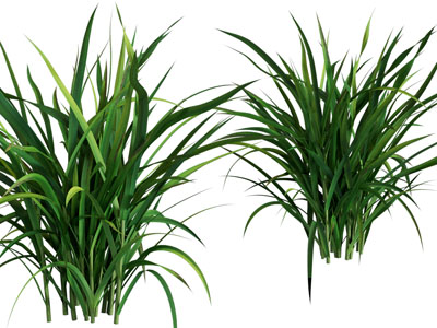 现代花草丛植物