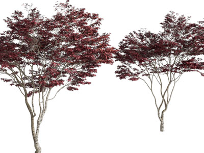 现代长满红叶的景观树木