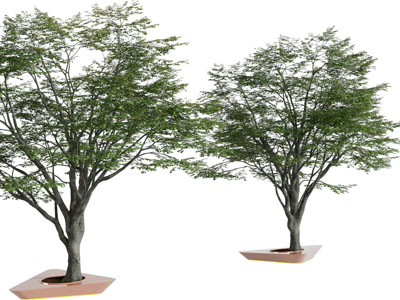 现代道旁景观树木