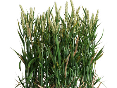 现代麦苗、结满麦穗的麦子植物、农作物