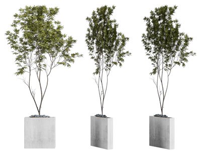 现代水泥花盆盆栽树木植物