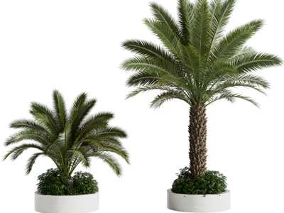 现代花盆、铁树、盆栽植物